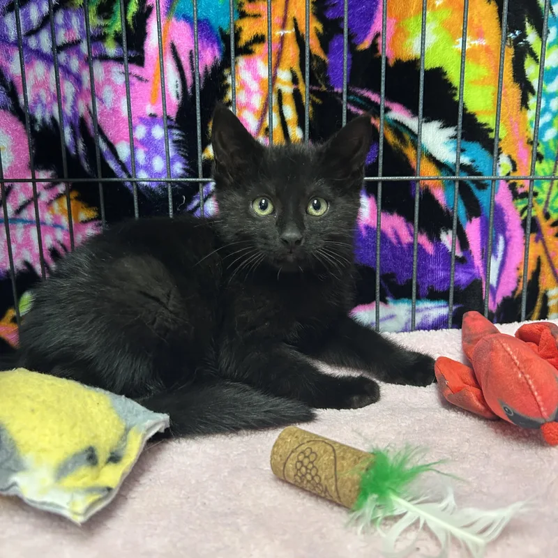 A baby medium-sized female Domestic Short Hair cat named Pail for adoption in St. Clair, MI
