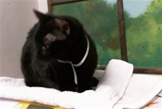 A young medium-sized female Domestic Short Hair cat named Sasha for adoption in Houston, TX