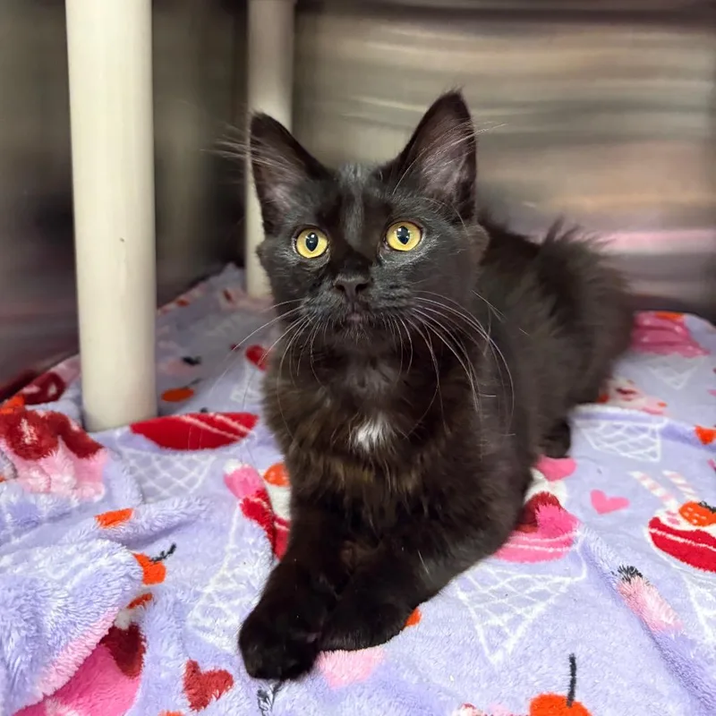 A baby medium-sized female Black Domestic Medium Hair cat named Vise for adoption in Keizer, OR