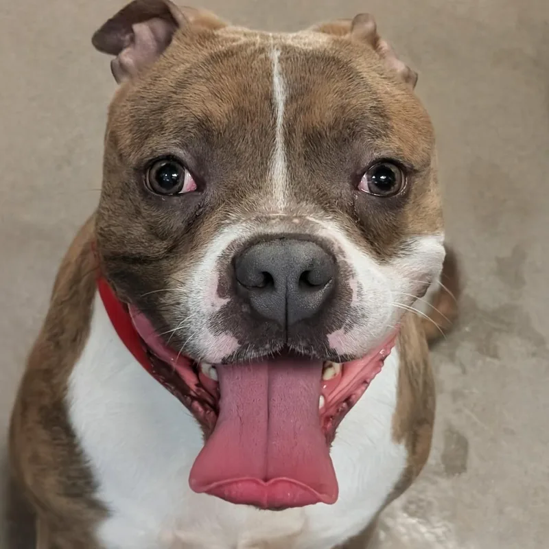 An adult large-sized male Gray / Blue / Silver Pit Bull Terrier dog named President for adoption in Baltimore, MD