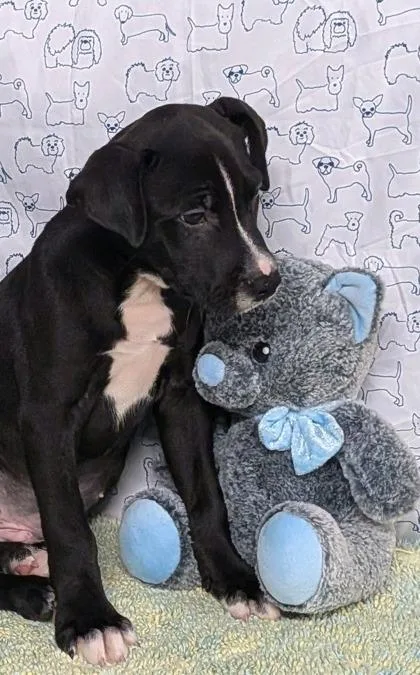 A baby medium-sized male Mixed Breed dog named Maverick for adoption in Houston, TX