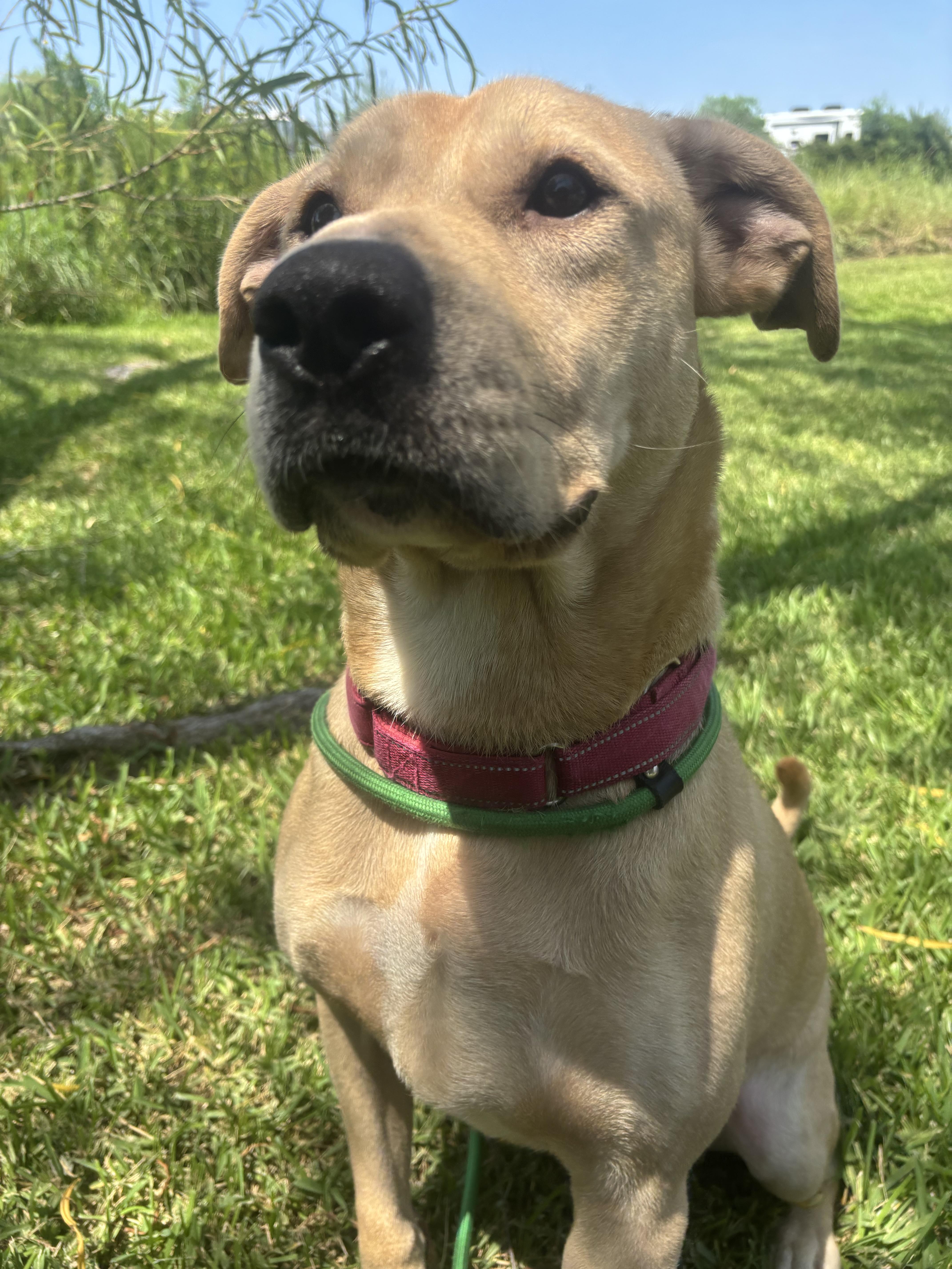 A young medium-sized male Labrador Retriever dog named Lancelot for adoption in Pearland, TX