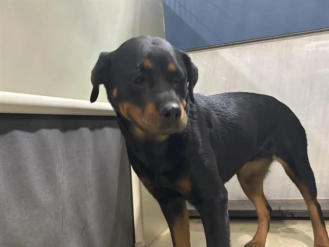 A young medium-sized male Black Rottweiler dog named Varuna URGENT for adoption in Thousand Oaks, CA