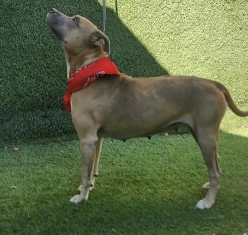 An adult medium-sized female White / Cream American Staffordshire Terrier dog named Charlene for adoption in Magnolia, TX