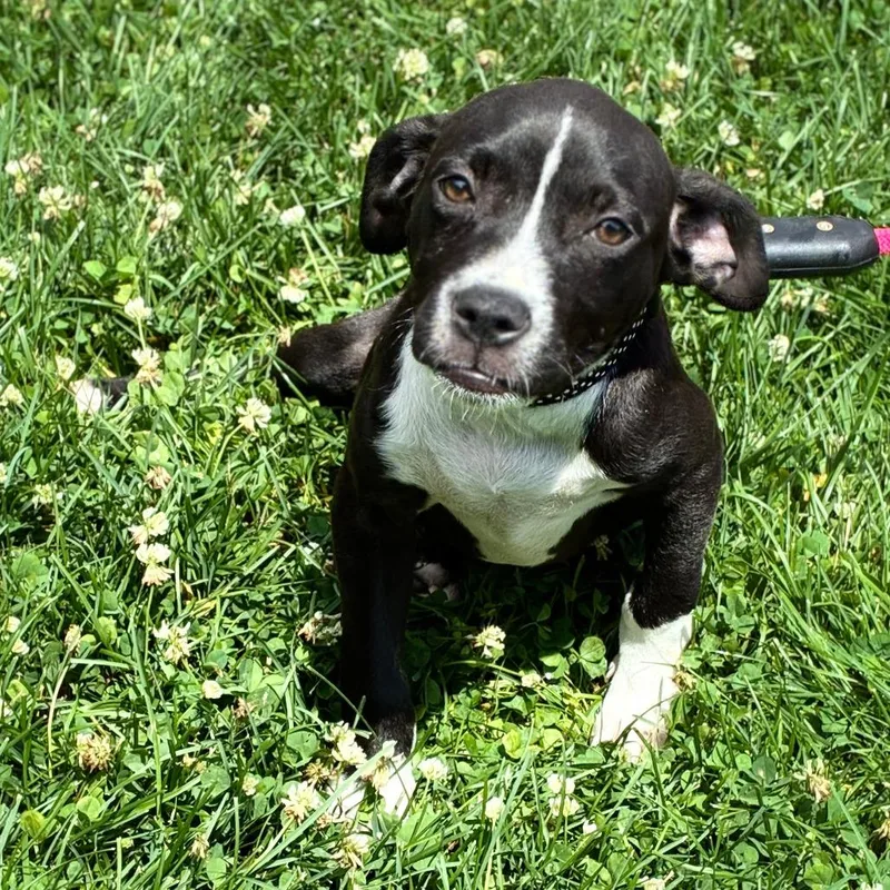 A baby medium-sized female Black Terrier dog named Peony for adoption in South Elgin, IL