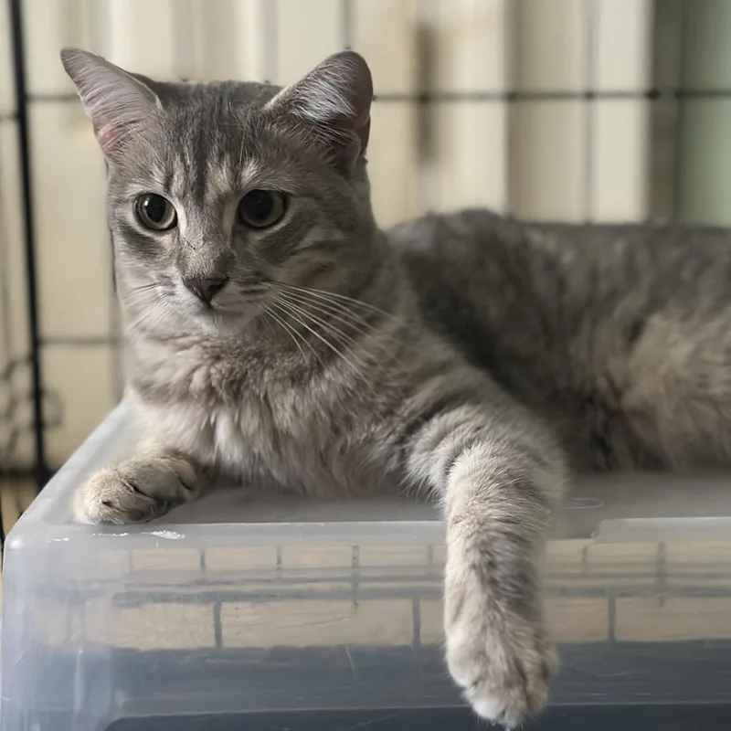 An adult medium-sized female Tabby (Gray / Blue / Silver) Domestic Short Hair cat named Nova for adoption in Clinton, NC
