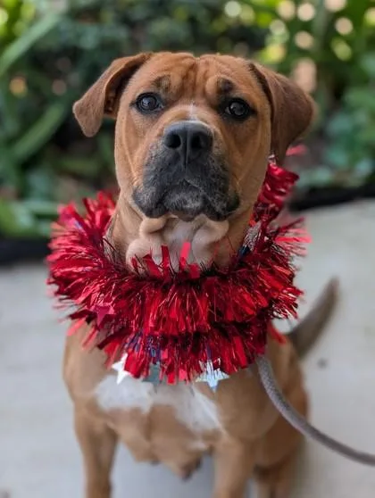 An adult medium-sized female Mixed Breed dog named Marley for adoption in Gulfport, MS