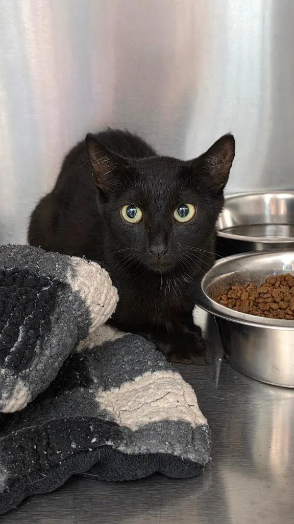 A baby small-sized female Domestic Short Hair cat named Budgie for adoption in Athens, TN