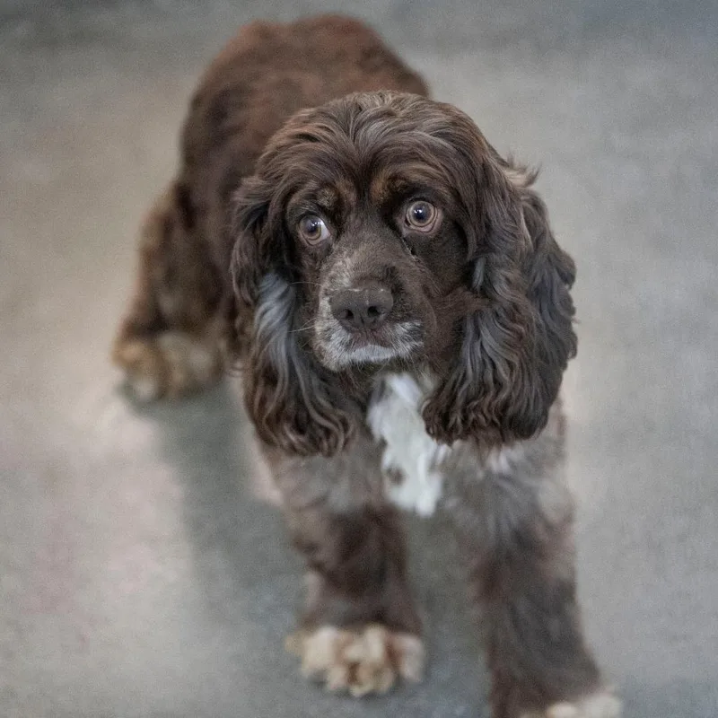 An adult small-sized male Brown / Chocolate Cocker Spaniel dog named Cooper for adoption in Peyton, CO