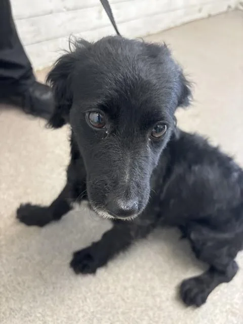 A young small-sized female Chihuahua dog named Sydney for adoption in San Bernardino, CA