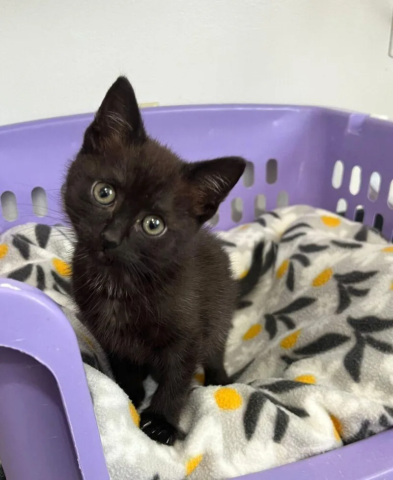 A baby small-sized male Domestic Short Hair cat named Ninja for adoption in McPherson, KS