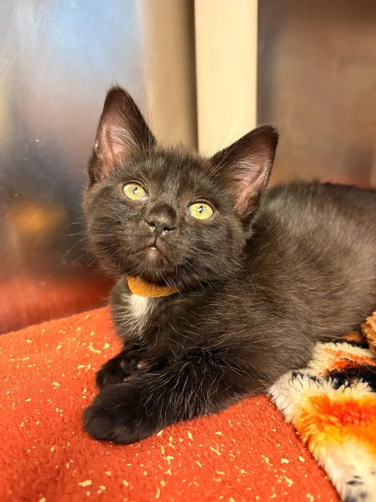 A baby small-sized female Domestic Medium Hair cat named Penny for adoption in Detroit, MI