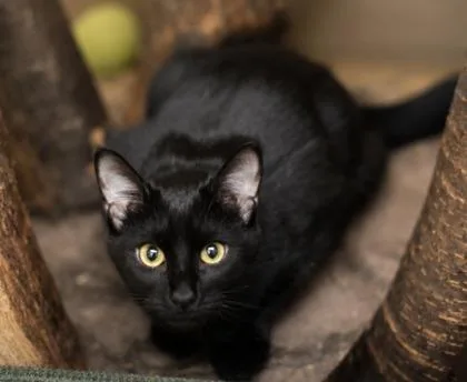 A young small-sized female Domestic Short Hair cat named Sprinkle for adoption in River Ridge, LA