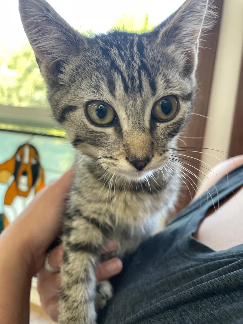 A baby medium-sized female Tabby (Brown / Chocolate) Domestic Short Hair cat named Dr. Pepper for adoption in Neillsville, WI
