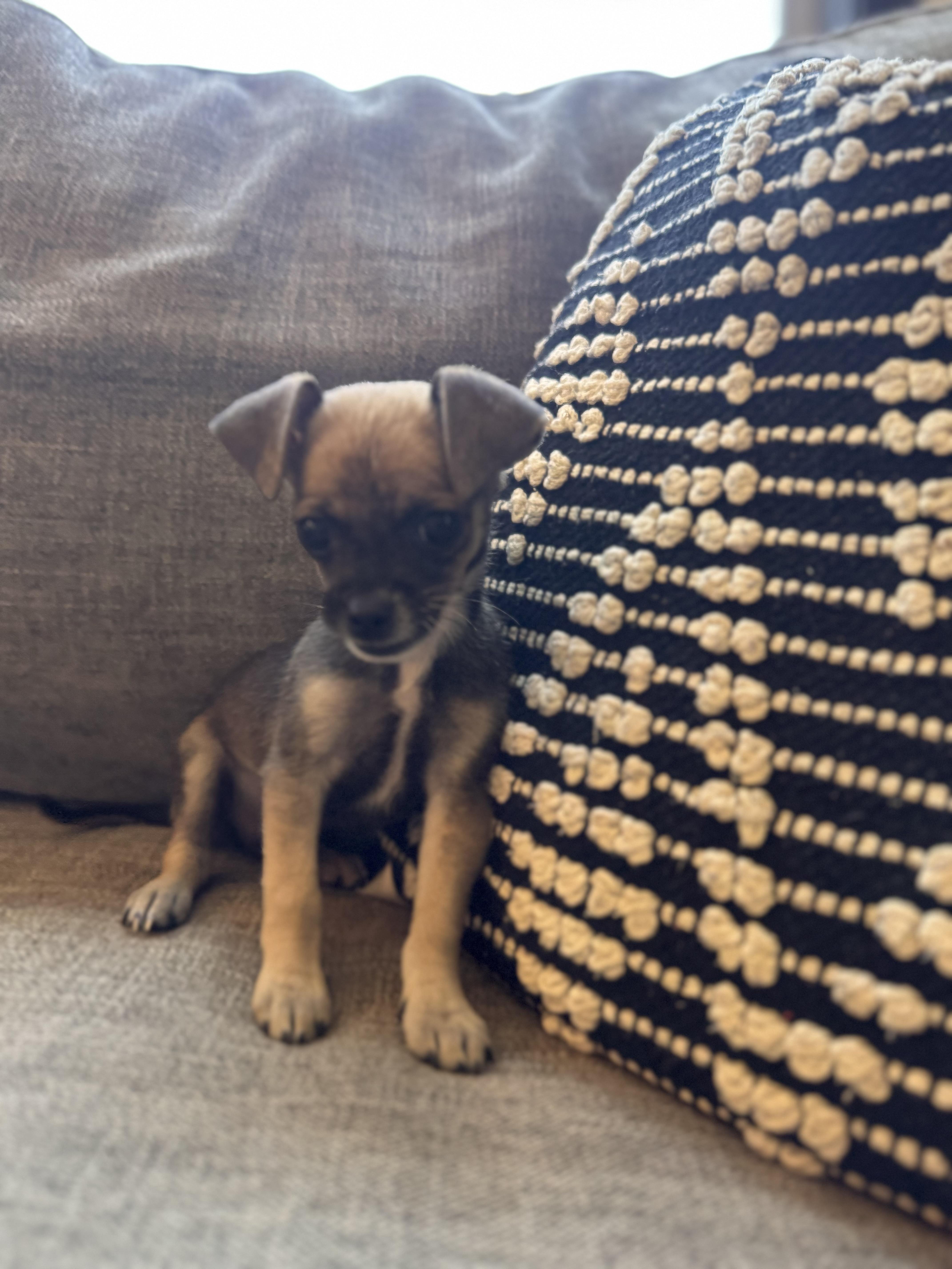 Espresso thumbnail 2