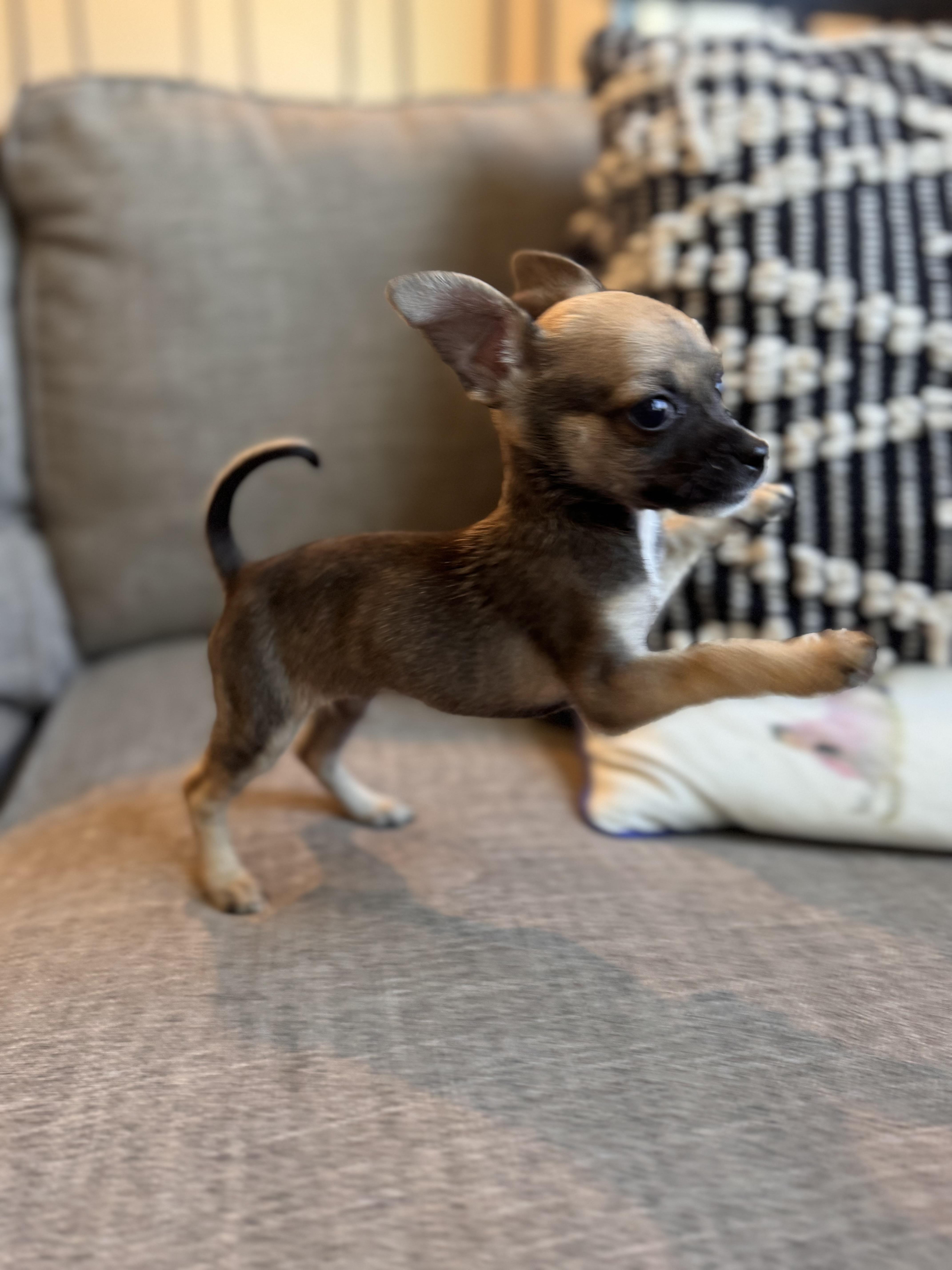 Espresso thumbnail 3