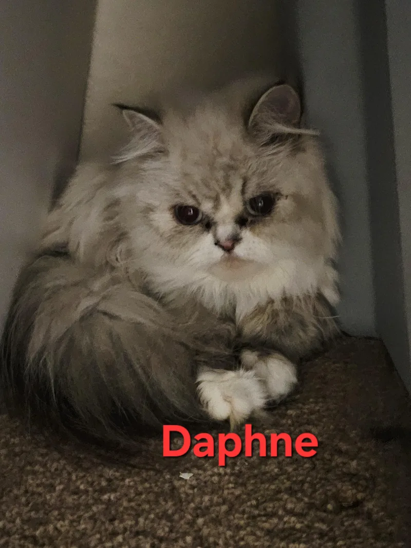 A young small-sized female Lilac Point Persian cat named Daphne and Scooby for adoption in Orlando, FL