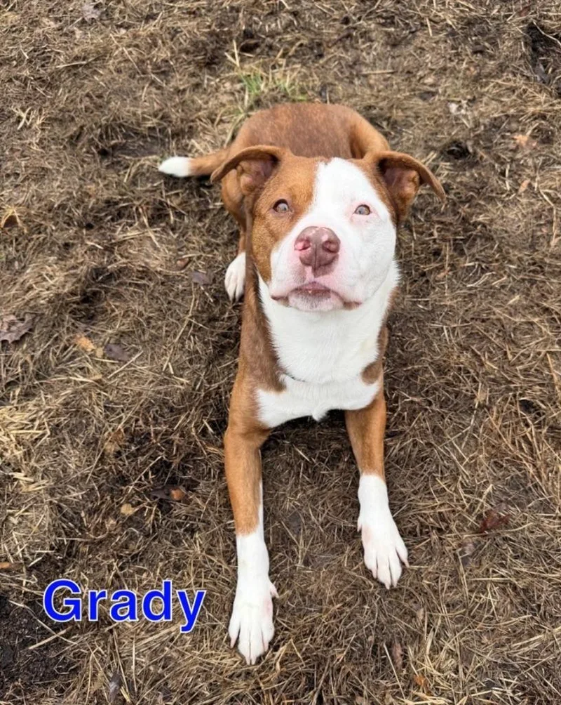 A young large-sized male Pit Bull Terrier dog named Grady for adoption in Hastings, MI