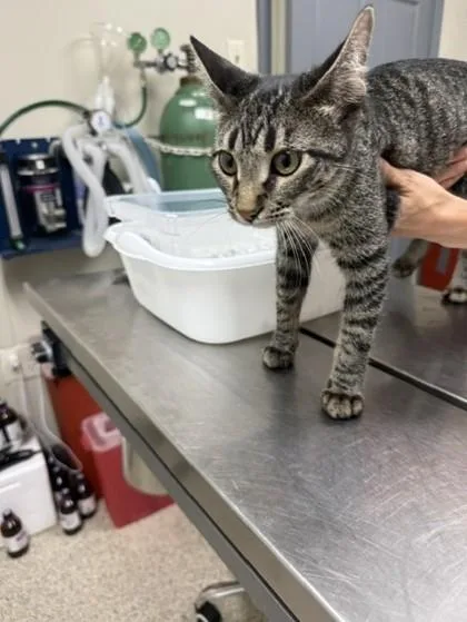 A young small-sized female Domestic Short Hair cat named Catherine for adoption in Conway, AR