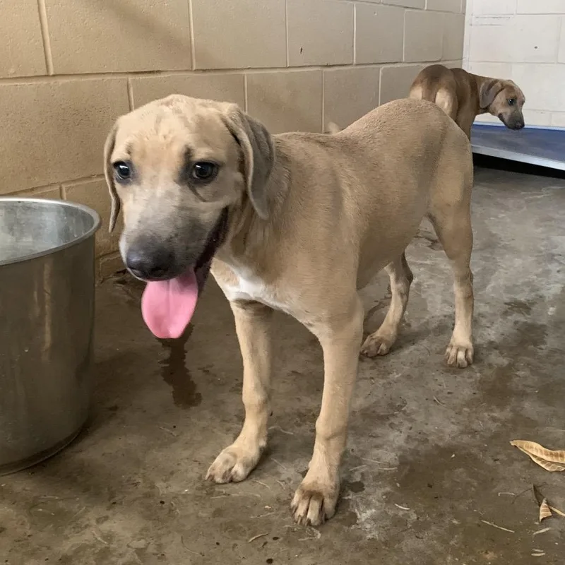 A baby medium-sized female Weimaraner dog named Darla Duke for adoption in Edinburg, TX