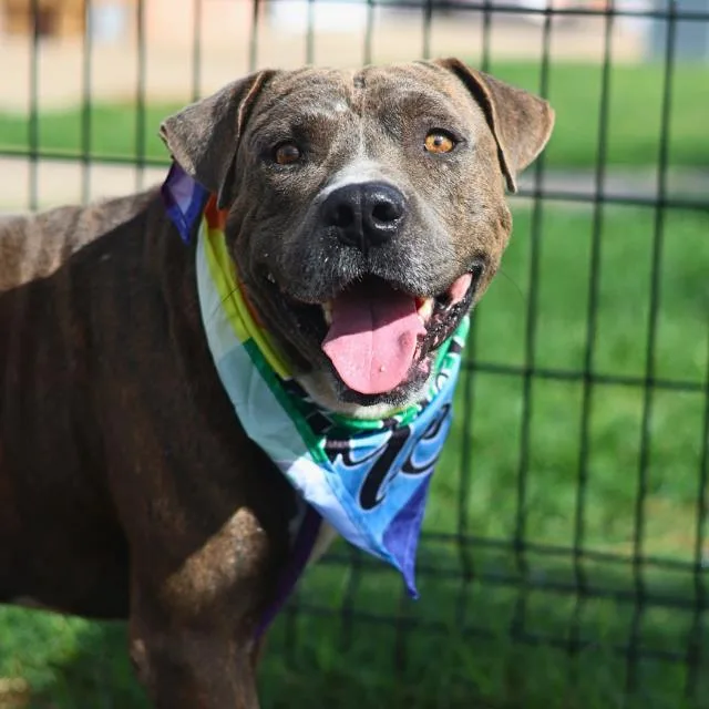 A young medium-sized male American Staffordshire Terrier dog named Buster for adoption in San Antonio, TX