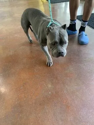 An adult medium-sized female American Bulldog dog named Renee for adoption in New Orleans, LA