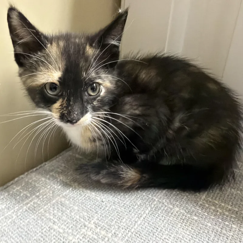 A baby medium-sized female Calico Domestic Short Hair cat named Miss Piggy for adoption in jacksonville, FL