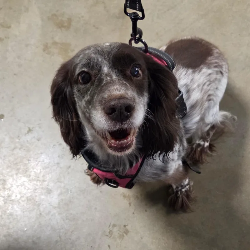 A senior medium-sized female Mixed Breed dog named Suzie for adoption in Bismarck, ND