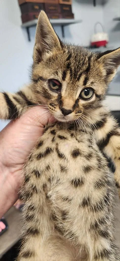 A baby medium-sized male Domestic Short Hair cat named Kyle for adoption in Republic, MO