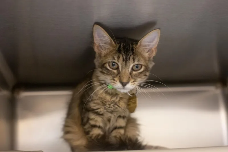 A baby small-sized female Domestic Long Hair cat named Tilley for adoption in Mountain Home, AR