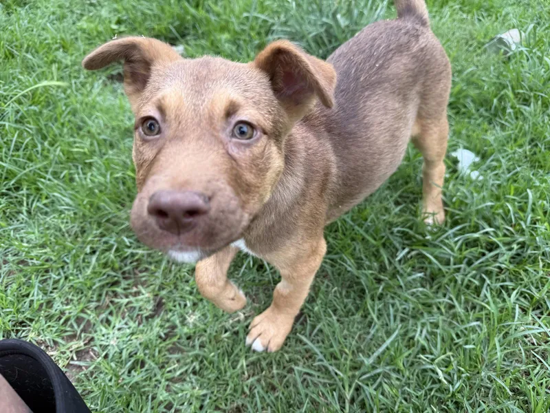 A baby medium-sized male Labrador Retriever dog named Almond for adoption in Nashville, TN