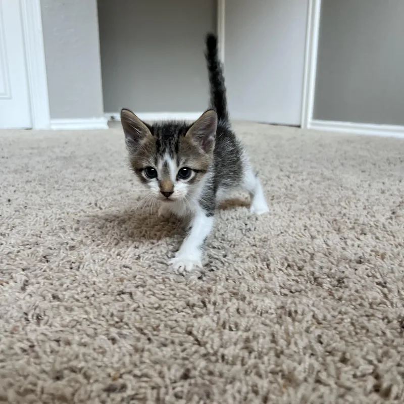 Itty