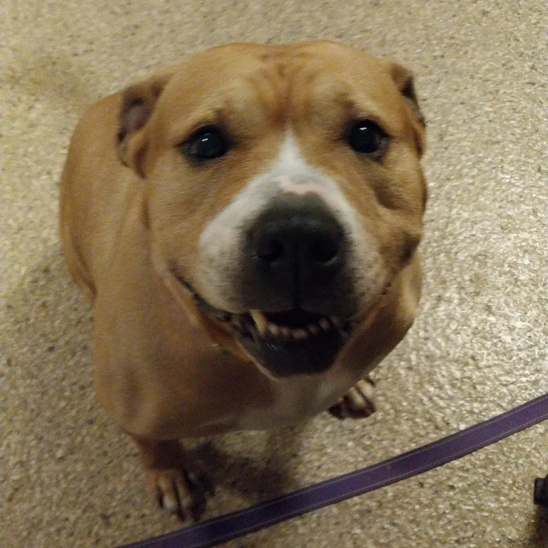 A senior medium-sized female Golden Boxer dog named Bonnie for adoption in Cape May Court House, NJ