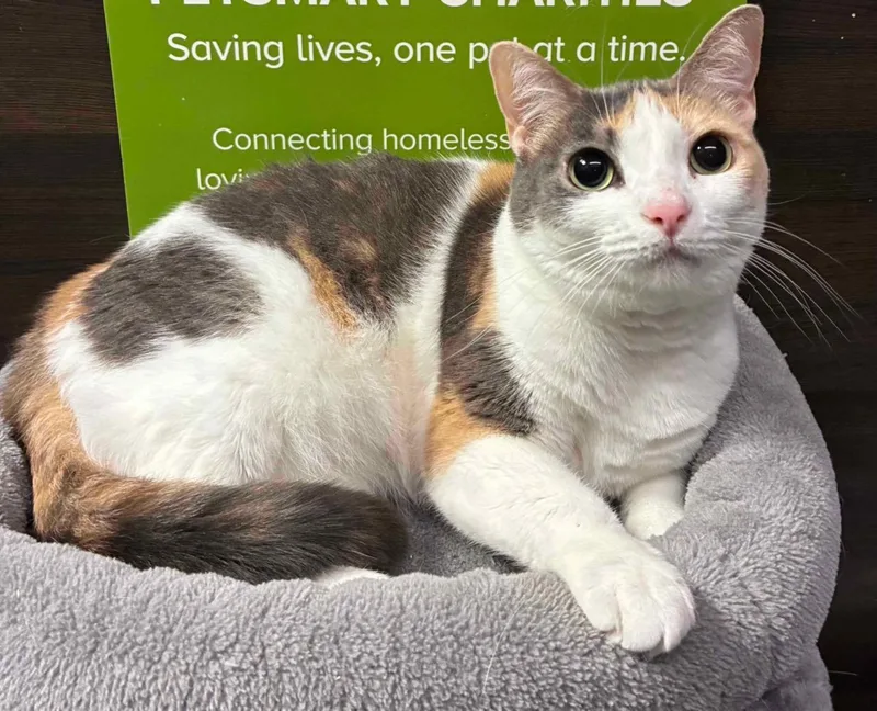 An adult medium-sized female Dilute Calico cat named Ginger  Kuykendahl Petsmart for adoption in Spring, TX