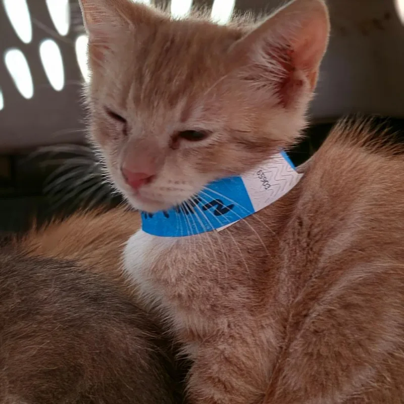 A baby small-sized male Orange / Red Domestic Short Hair cat named Kellan for adoption in Melrose, FL