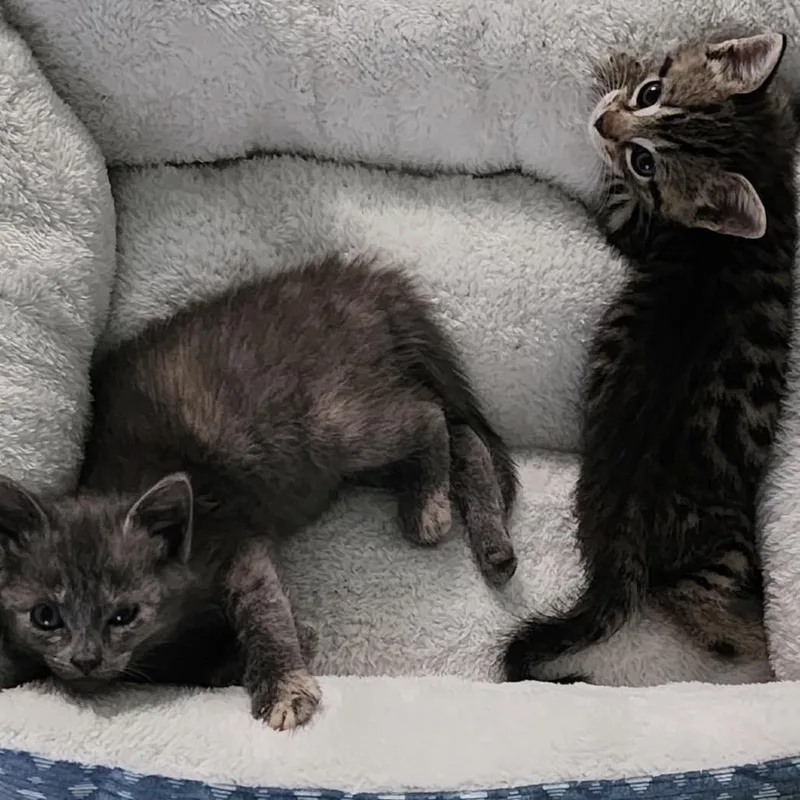 A baby small-sized male Brown / Chocolate Domestic Short Hair cat named Simba for adoption in TITUSVILLE, FL