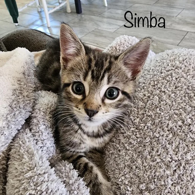 Simba thumbnail 2