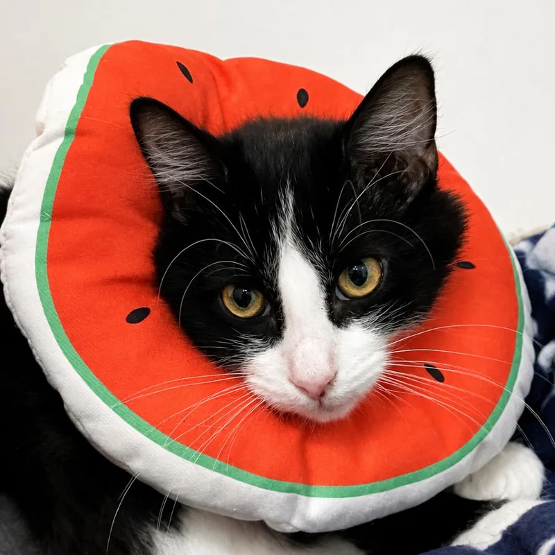 A baby small-sized female Domestic Medium Hair cat named Indie for adoption in West Palm Beach, FL