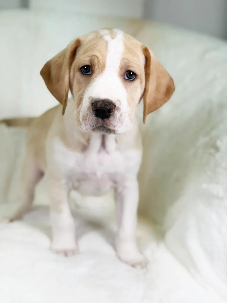 Herb Litter  Basil thumbnail 2