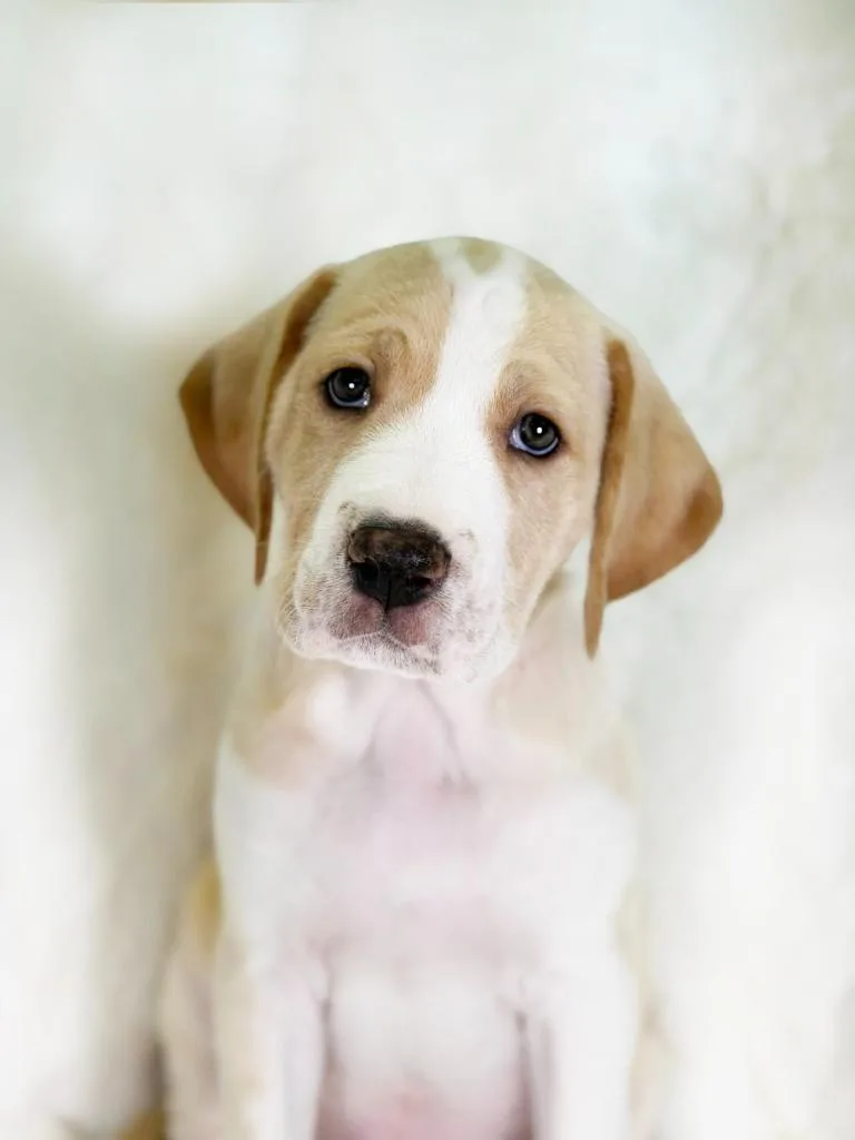 Herb Litter  Basil thumbnail 3