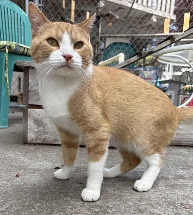 A young medium-sized male Domestic Short Hair cat named Jango for adoption in Sequim, WA