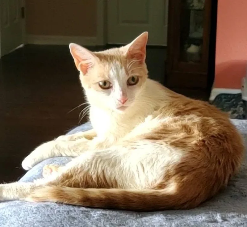 An adult medium-sized female Buff / Tan / Fawn Domestic Short Hair cat named Penny for adoption in pensacola, FL