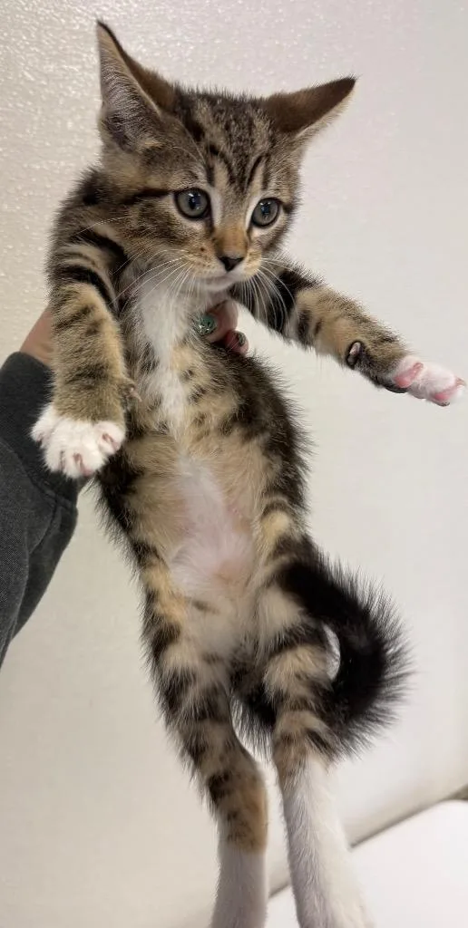 A baby small-sized male Domestic Short Hair cat named Splotch for adoption in Greencastle, IN