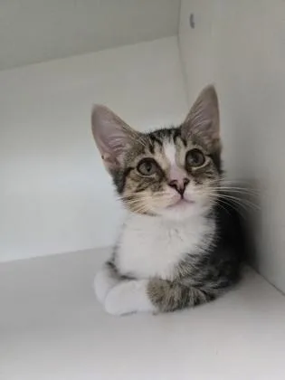 A baby small-sized male Domestic Short Hair cat named Shaving Cream for adoption in Savannah, GA