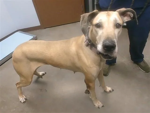 An adult large-sized female Great Dane dog named Magdalena for adoption in Phoenix, AZ