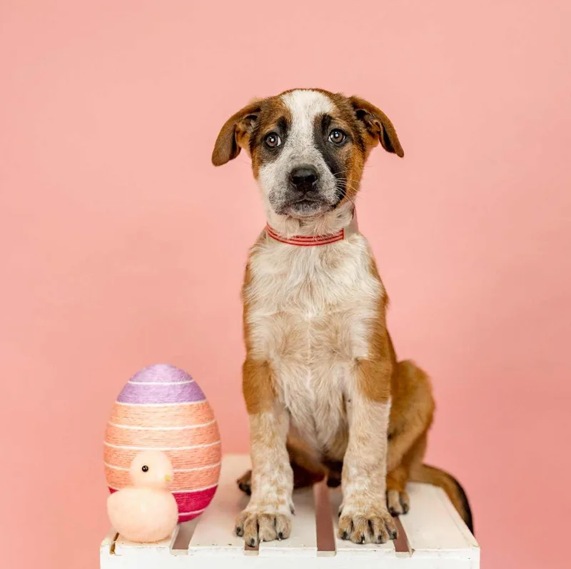 A young medium-sized male Shepherd dog named 221-26 for adoption in Brighton, CO