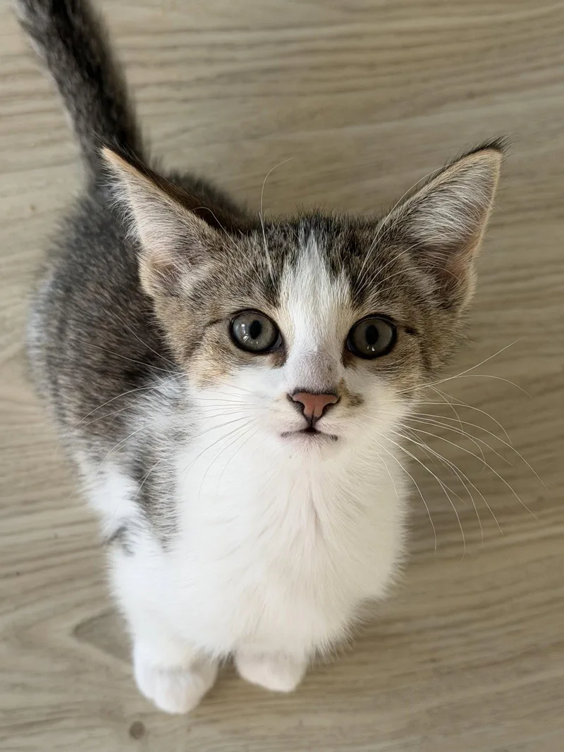 A baby medium-sized male Domestic Short Hair cat named Forte for adoption in Broomall, PA
