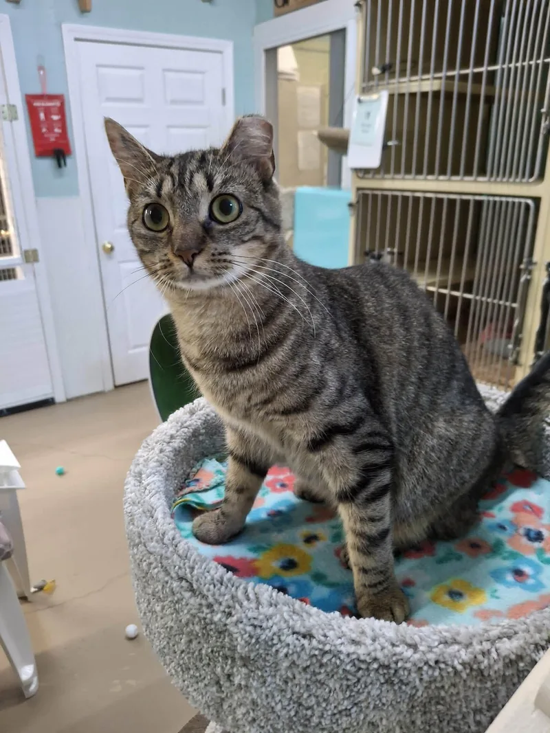 A baby medium-sized female Domestic Short Hair cat named Allie And Prince for adoption in Gonic, NH