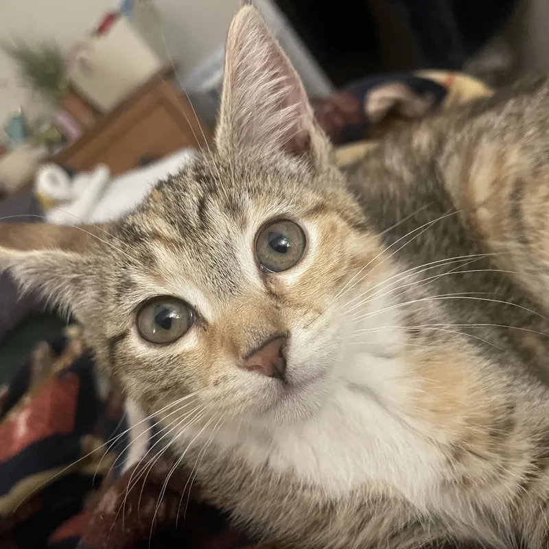 A baby small-sized female Brown / Chocolate Domestic Short Hair cat named Tawny for adoption in Philadelphia, PA