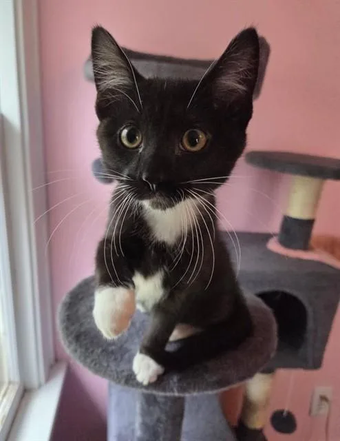 A baby small-sized male Domestic Short Hair cat named Little Tux for adoption in Peoria, IL
